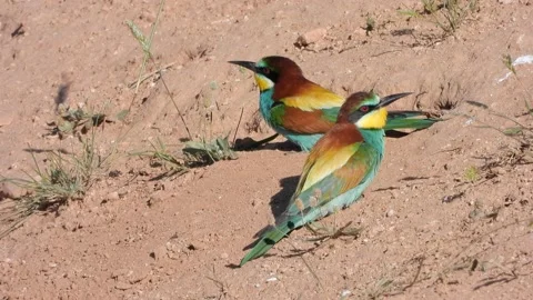 European bee-eater, Merops apiaster, Spain, Abejaruco Stock Footage 234297544