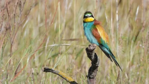 European bee-eater, Merops apiaster, Spain Stock Footage 234297645