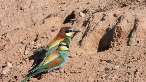 European bee-eater, Merops apiaster, Spain Vidéo 234298076