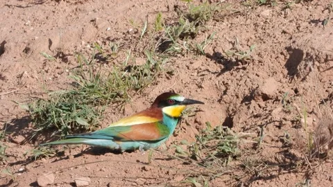 European bee-eater, Merops apiaster, Spain 스톡 동영상 234298237