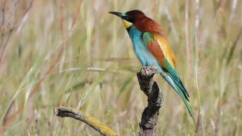 European bee-eater, Merops apiaster, Spain Stock-Footage 234298351
