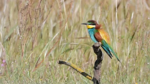 European bee-eater, Merops apiaster, Spain 스톡 동영상 234298362