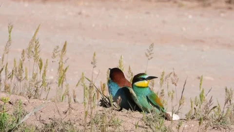 European bee-eater, Merops apiaster, Spain 스톡 동영상 234298396