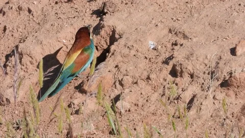 European bee-eater, Merops apiaster, Spain Видео 234298553