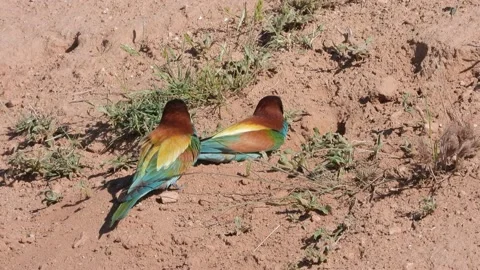 European bee-eater, Merops apiaster, Spain 動画素材 234298678