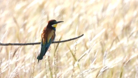 European bee-eater, Merops apiaster, Spain Stock Footage 234298729