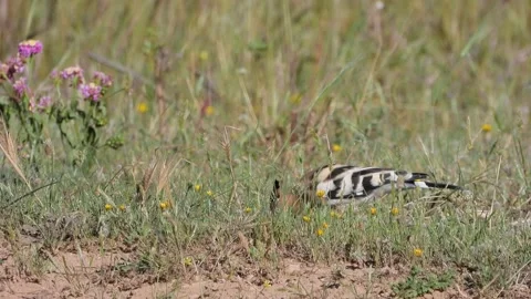 European bee-eater, Merops apiaster, Spain Видео 234298753