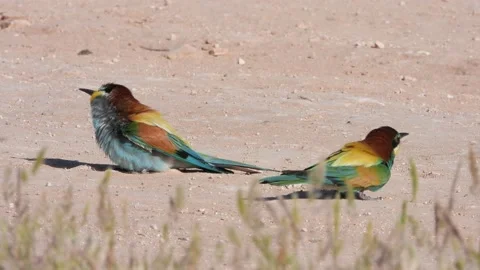 European bee-eater, Merops apiaster, Spain 動画素材 234298819