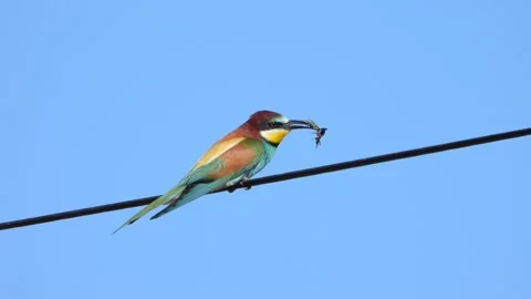 European bee-eater, Merops apiaster, Spain Stock Footage 234298912