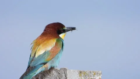 European bee-eater, Merops apiaster, Spain Vídeos de archivo 234299031