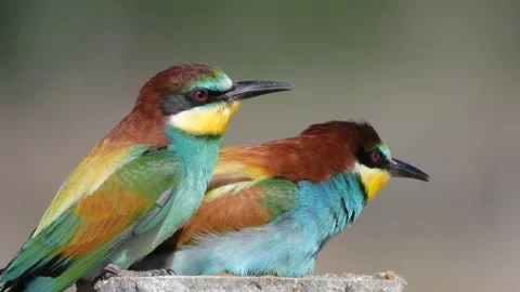 European bee-eater, Merops apiaster, Spain Vídeo Stock 234299045