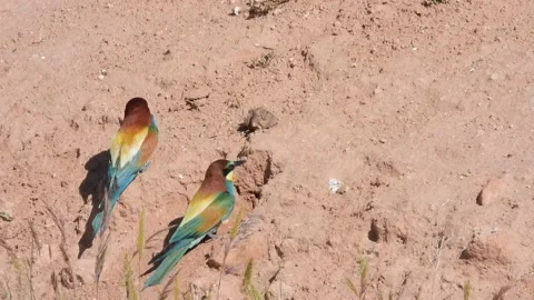 European bee-eater, Merops apiaster, Spain Video stock 234299175