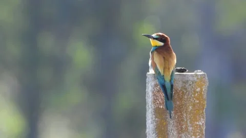 European bee-eater, Merops apiaster, Spain Видео 234299186