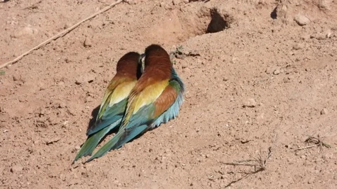 European bee-eater, Merops apiaster, Spain 스톡 동영상 234299483