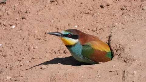 European bee-eater, Merops apiaster, Spain Stock-Footage 234299735