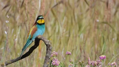 European bee-eater, Merops apiaster, Spain Видео 234299761