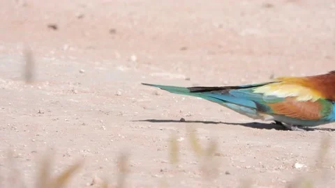 European bee-eater, Merops apiaster, Spain 動画素材 234299978