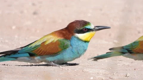 European bee-eater, Merops apiaster, Spain 스톡 동영상 234300102