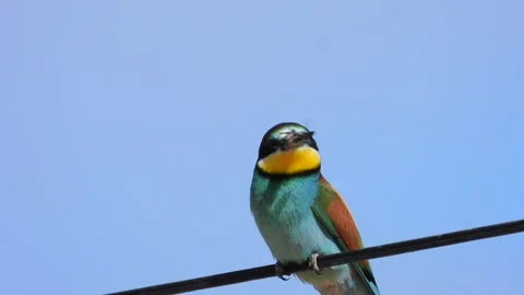 European bee-eater, Merops apiaster, Spain Stock Footage 234300136