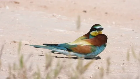 European bee-eater, Merops apiaster, Spain 動画素材 234300258