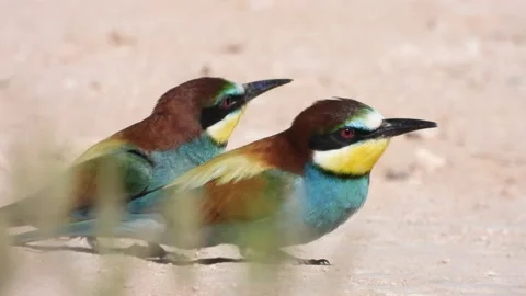 European bee-eater, Merops apiaster, Spain 스톡 동영상 234300272