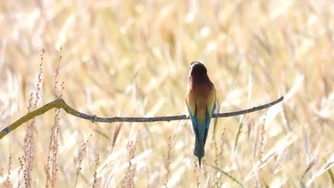 European bee-eater, Merops apiaster, Spain 스톡 동영상 234300468