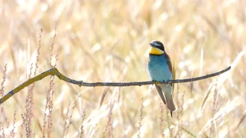 European bee-eater, Merops apiaster, Spain Видео 234300570