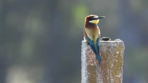European bee-eater, Merops apiaster, Spain Video stock 234300604