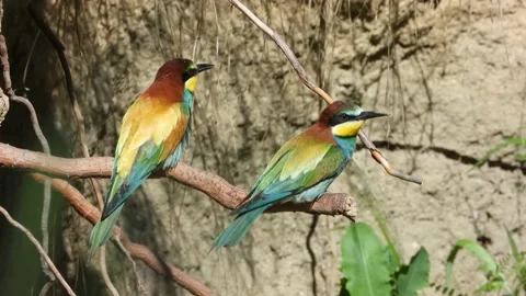 European bee-eater, Merops apiaster, Spain Stock Footage 234300910