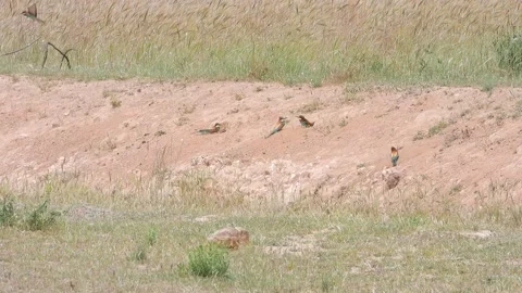 European bee-eater, Merops apiaster, Spain Видео 234301062
