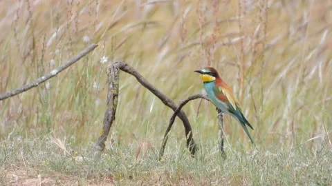European bee-eater, Merops apiaster, Spain Vídeo Stock 234301211