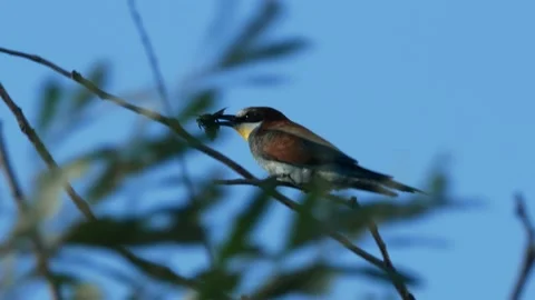 European bee-eater, Merops apiaster, Spain Видео 234301238