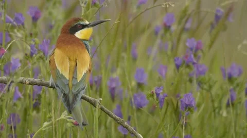 European bee-eater, Merops apiaster, Spain Stockbeeldmateriaal 234301288