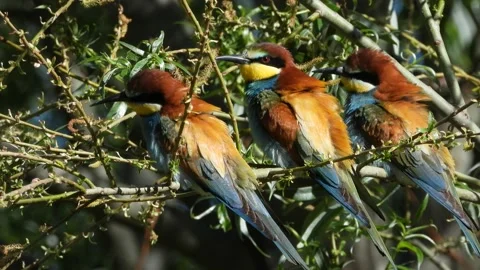European bee-eater, Merops apiaster, Spain Stock Footage 234301350