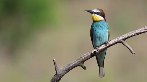 European bee-eater, Merops apiaster. A bird sits on a branch, calling Stock Footage 237142714