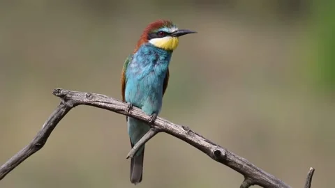 European bee-eater, Merops apiaster. A bird sits on a branch, looking aroun.. Stock Footage 237142716
