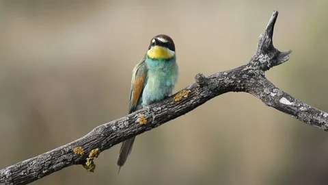 European bee-eater, Merops apiaster. A bird sits on a branch, brushes its f.. Stock Footage 237142725