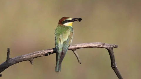 European bee-eater, Merops apiaster. A bird sits on a branch, holding its p.. Stock Footage 237142726