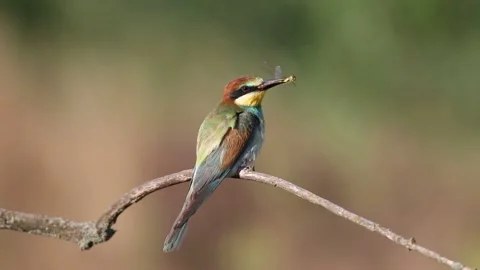 European bee-eater, Merops apiaster. A bird holds a prey in its beak, a dra.. Stock Footage 237142727