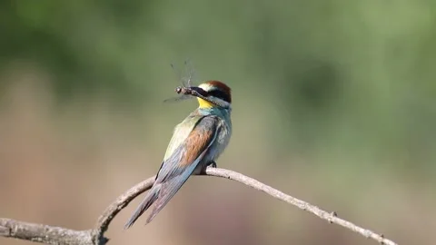 European bee-eater, Merops apiaster. A bird sits on a branch, holds its pre.. Stock Footage 237142728