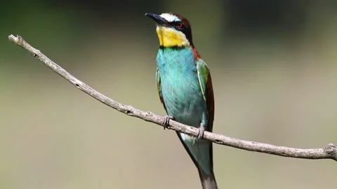 European bee-eater, Merops apiaster. Bird sitting on branch, close-up, smoo.. Stock Footage 237142729