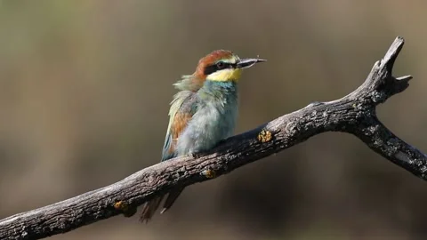 European bee-eater, Merops apiaster. A bird brushes its beak against a bran.. Stock Footage 237142734