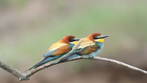 European bee-eater, Merops apiaster. Two birds sit on a thin branch, then f.. Stock Footage 237318336