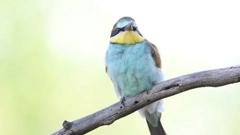 European bee-eater, Merops apiaster. A bird sitting on a branch, close-up, .. Stock Footage 237318349