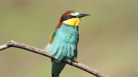 European bee-eater, Merops apiaster. A bird sits on a branch, close-up, loo.. Stock Footage 237318359