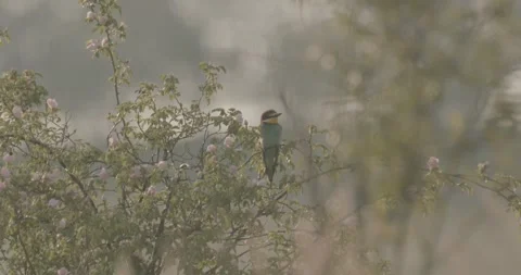European Bee Eater, Merops Apiaster. Beautiful Colored Bird, in a summer meadow Stock Footage 240824430