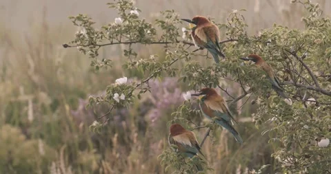 European Bee-Eater - Merops Apiaster On A Branch,  Close Up Image Stock Footage 240824490