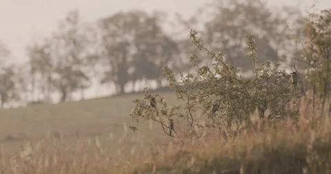 European Bee-Eater - Merops Apiaster On A Branch Stock Footage 240824519