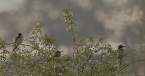 European Bee Eater, Merops Apiaster. Beautiful Colored Bird, in a summer meadow Stock Footage 240824745