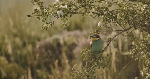 European Bee-Eater - Merops Apiaster On A Branch Stock Footage 240827287